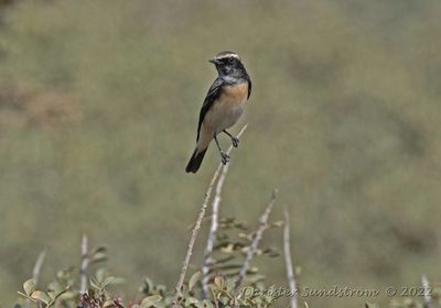 Cypernstenskvtta, male 