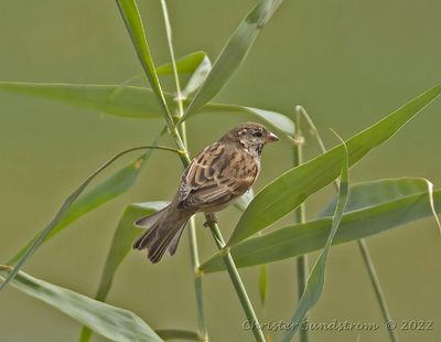 Grsparv, female