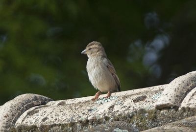 Gråsparv, female