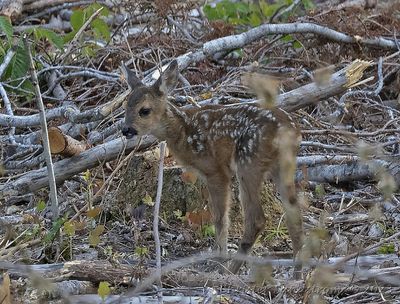 Even-toed ungulates