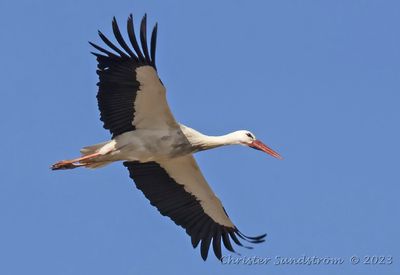 Vit stork