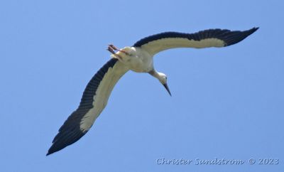 Vit stork  