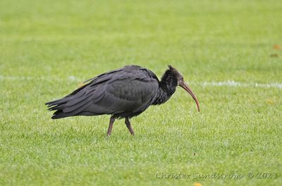 Rare birds in Sweden