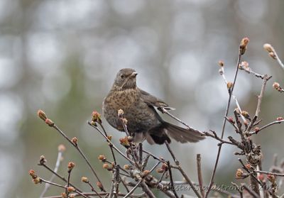 Koltrast, female