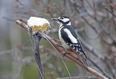 Större hackspett, female