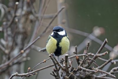 Talgoxe, male