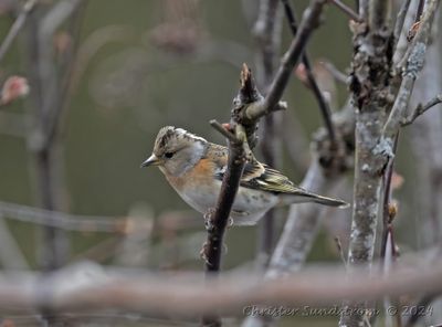 Bergfink, female