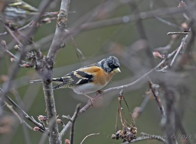Bergfink, male