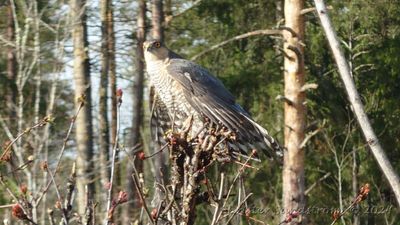 Sparvhök, female