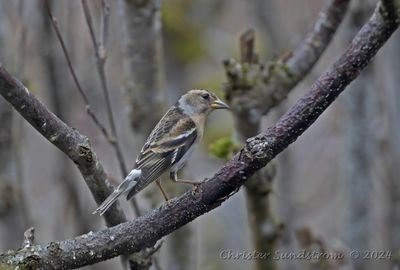 Bergfink, female