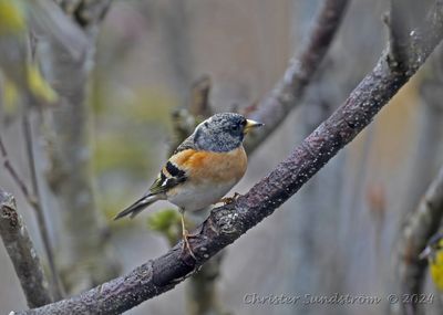 Bergfink, male