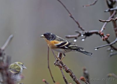 Bergfink, male