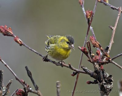 Grönsiska, male