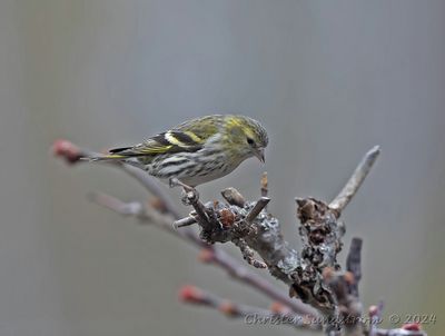 Grönsiska, female