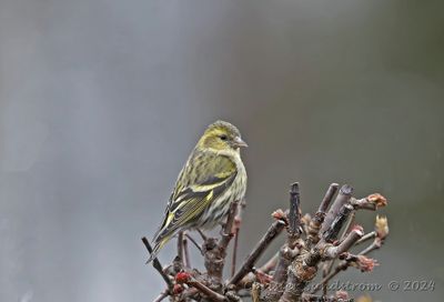 Grönsiska, female