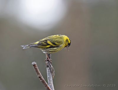 Grönsiska, male