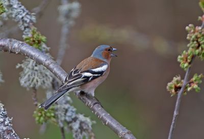 Bofink, male