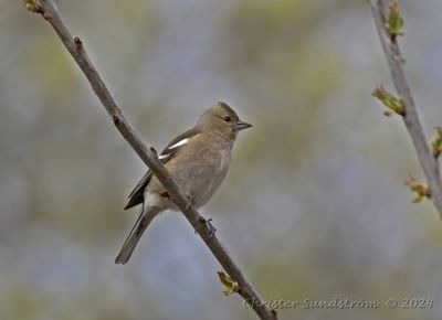 Bofink, female