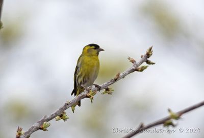 Grönsiska, male