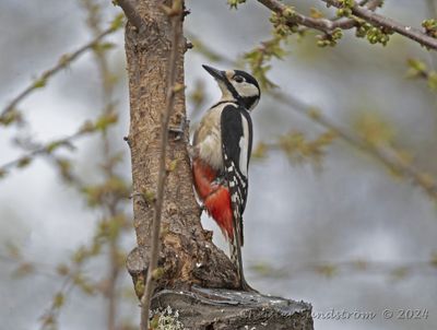 Större hackspett, female