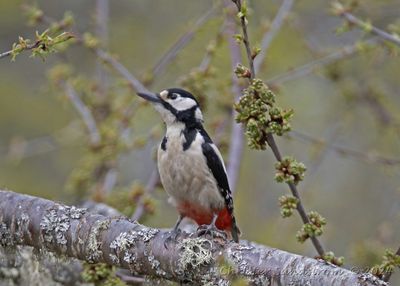 Större hackspett, female