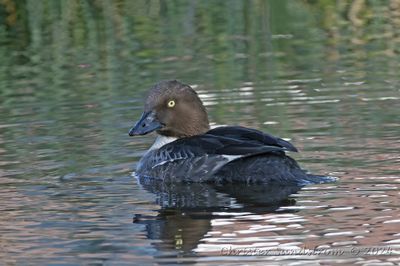 Knipa, female