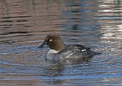 Knipa, female