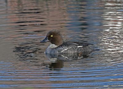Knipa, female