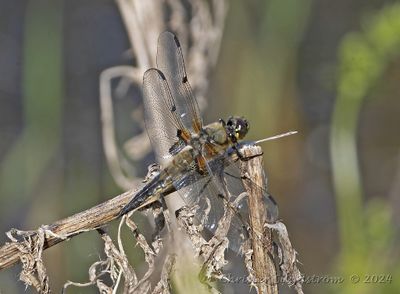 Dragonfly - Trollsländor i Sverige