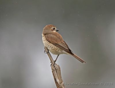 Törnskata, female