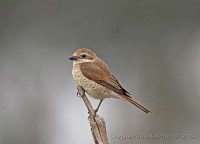 Törnskata, female