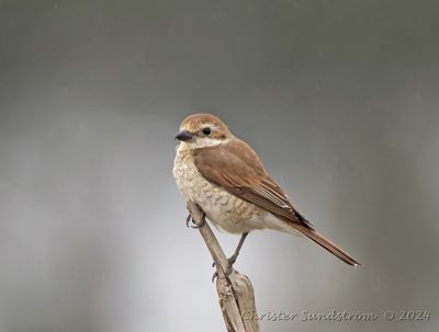 Törnskata, female