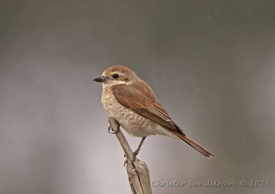 Törnskata, female