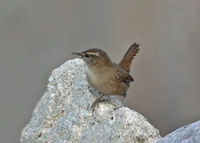 Gärdsmyg