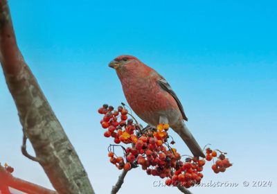 Tallbit, male