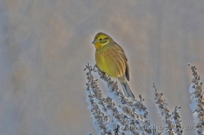 Gulsparv, male
