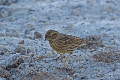 Gulsparv, female