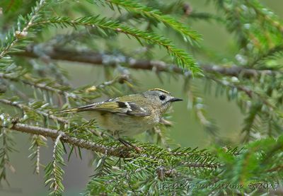 Kungsfågel, female