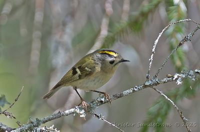 Kungsfågel, female