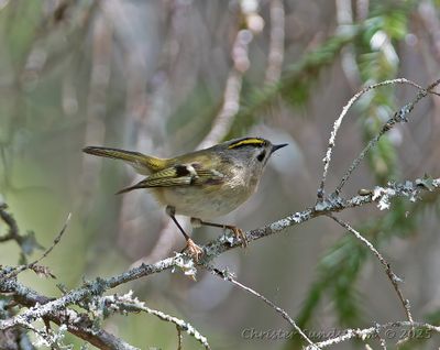 Kungsfågel, female
