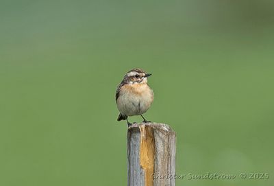 Buskskvätta, female