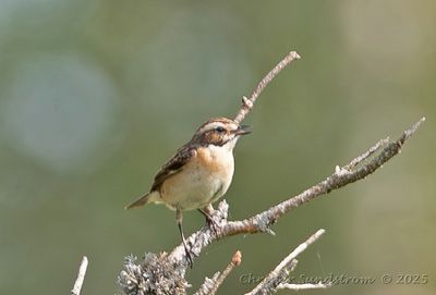Buskskvätta, female