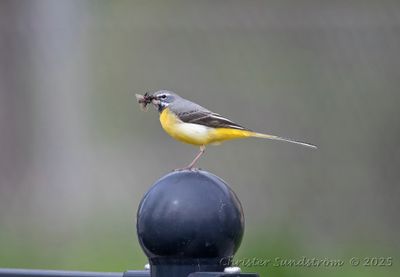 Forsärla, male