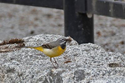 Forsärla, male