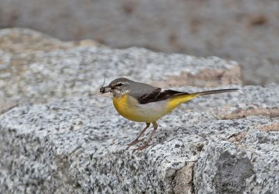 Forsärla, female