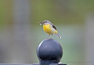 Forsärla, female