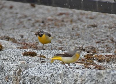 Forsärla, male and female