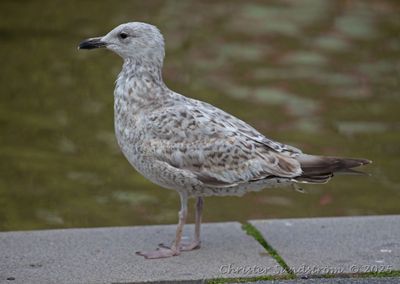 Gråtrut