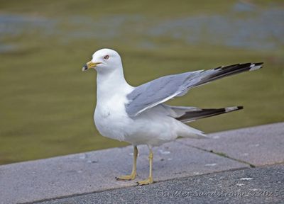 Ringnäbbad mås
