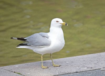 Ringnäbbad mås